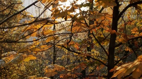 First autumn snowfall. Snow is falling on autumn golden trees and sparkle in sun Vídeos de archivo 82751894
