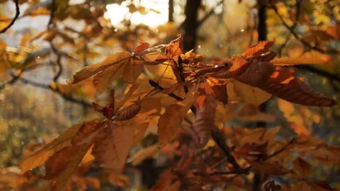First autumn snowfall. Snow is falling on autumn golden trees and sparkle in sun Vídeos de archivo 82756932