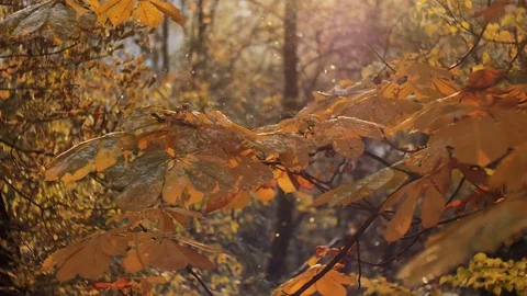 First autumn snowfall. Snow is falling on autumn golden trees and sparkle in sun Vídeos de archivo 82757539