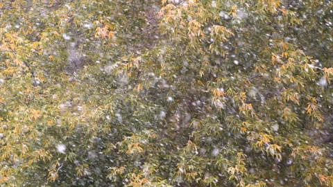 First autumn snowfall. Snow is falling on autumn trees. Stock Footage 96307799