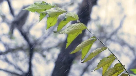 First autumn snowfall. Snow is falling on autumn trees. Stock Footage 119112327