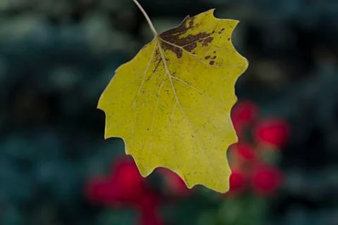 The first autumn yellow leaf on the background of trees and roses. Autumn lea Stock Photos