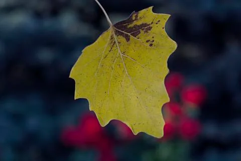 The first autumn yellow leaf on the background of trees and roses. Dark backg Stock Photos