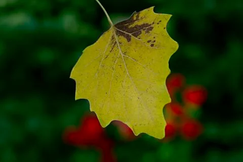 The first autumn yellow leaf on the background of trees and roses. Green back Stock Photos
