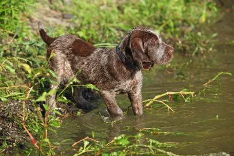 First bath of this puppy Stock Photos
