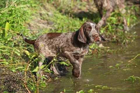 First bath of this puppy Stock Photos
