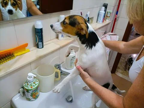 First bath for the puppy Stock Photos