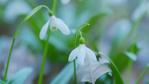 First Beautiful Snowdrops In Spring. Galanthus Is A Small Bulbous Perennial Stock Footage 260237165