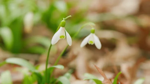 First Beautiful Snowdrops In Spring. Galanthus Is A Small Bulbous Perennial Stock Footage 260272384