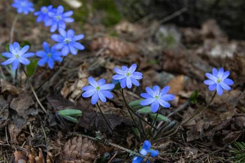 The first beautiful spring forest flowers appearing after the snow melts in e Stock Photos