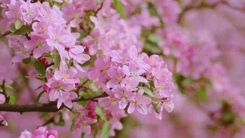 First beautiful spring pink flowers. Cherry flowers blooming in the spring. Stock Footage 88833599