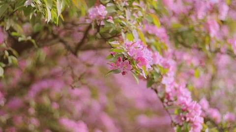 First beautiful spring pink flowers. Cherry flowers blooming in the spring. Stock Footage 88833633