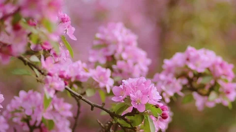 First beautiful spring pink flowers. Cherry flowers blooming in the spring. Stock Footage 88834207