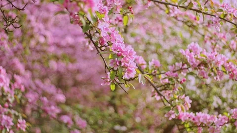First beautiful spring pink flowers. Cherry flowers blooming in the spring. Stock Footage 88834567