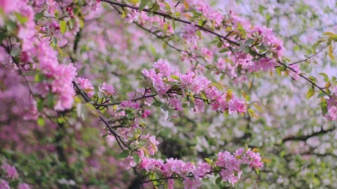 First beautiful spring pink flowers. Cherry flowers blooming in the spring. Stock Footage 88834720