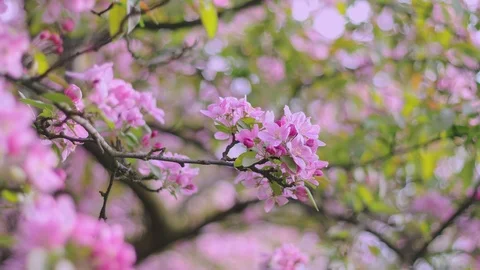 First beautiful spring pink flowers. Cherry flowers blooming in the spring. Stock Footage 88836114