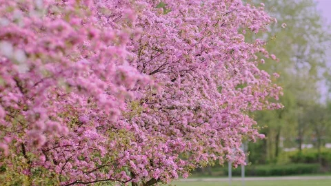 First beautiful spring pink flowers. Cherry flowers blooming in the spring. Stock Footage 88870971