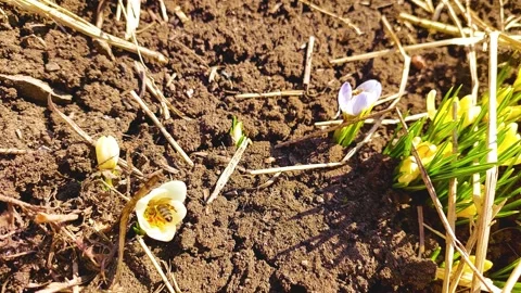 First bees in spring Stock Footage 172432679