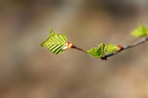 The first birch leaves which appeared in the spring Stock Photos