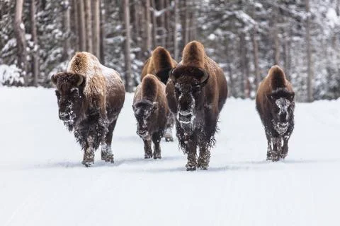 First Bison Group of the day Stock Photos
