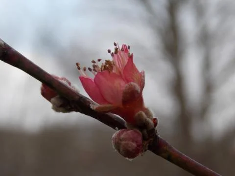 First Bloom Stock Photos