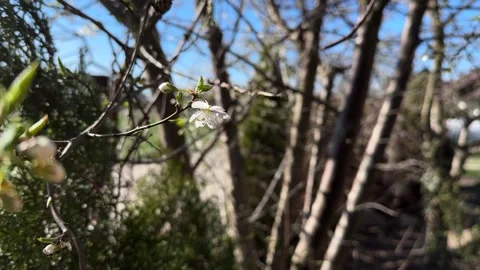 First bloom of a wild fruit tree with white flowers, April 7, 2025 Stock Footage 306054207