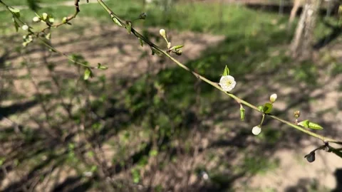 First bloom of a wild fruit tree with white flowers, April 7, 2025 Stock Footage 306054208