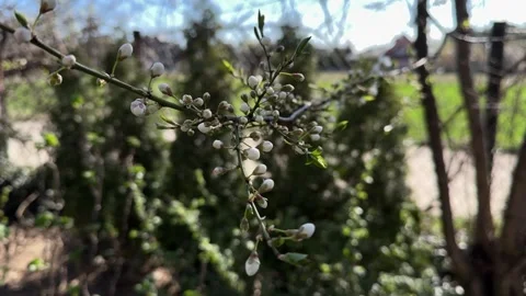 First bloom of a wild fruit tree with white flowers, April 7, 2025 Stock Footage 306054234
