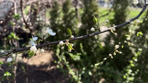First bloom of a wild fruit tree with white flowers, April 7, 2025 Stock Footage 306054238