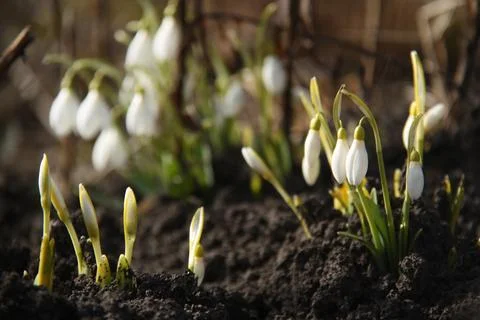 First blooming flowers of spring Stock Photos