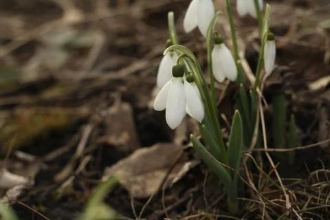 First blooming flowers of spring Stock Photos