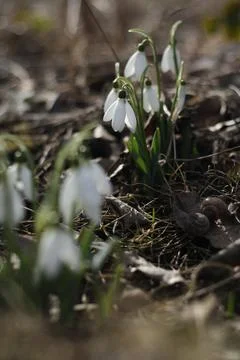 First blooming flowers of spring Stock Photos