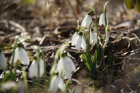 First blooming flowers of spring Stock Photos
