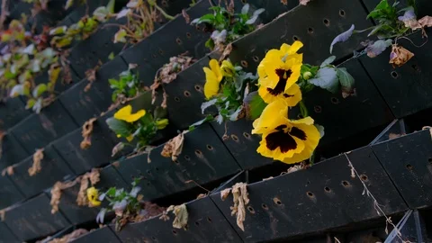 The first blooming pansy in the spring flower bed Video stock 95927572
