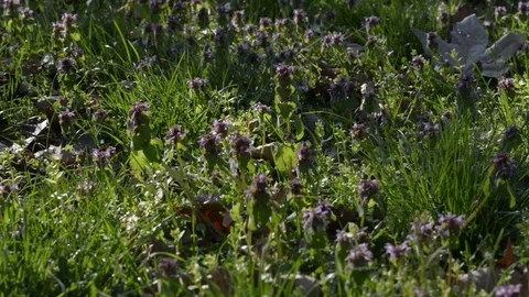 First blooms after winter Stock Footage 105449152