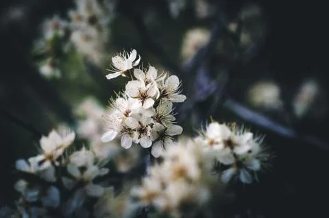 First blooms of spring. Stock Photos