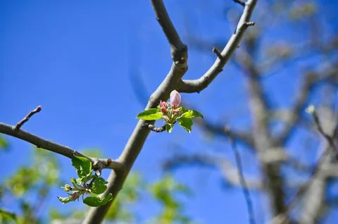 First blossom on an apple tree Foto stock