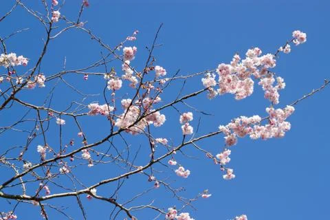 The first blossom of spring on a tree. Photos