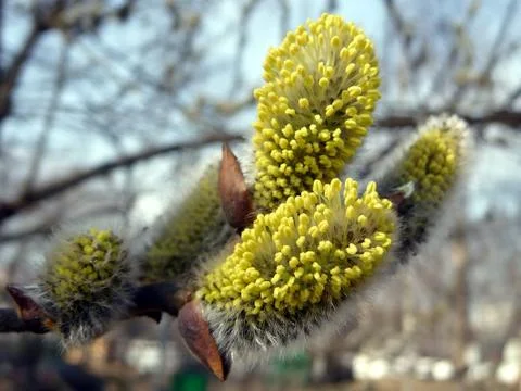 First blossoming branch Stock Photos