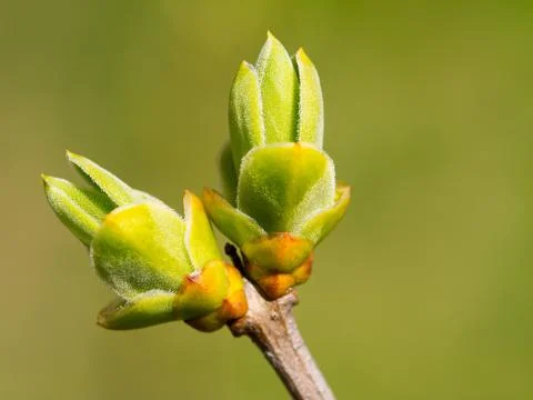 The first blossoming branch Stock Photos