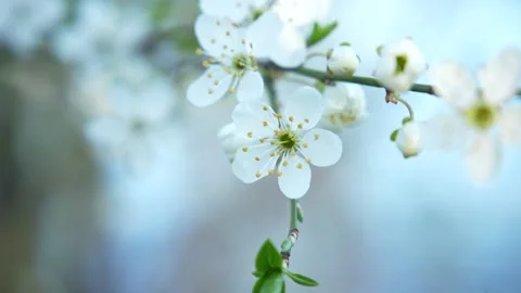 The first blossoms on a tree branch. Blurred background in cold blue tones Stock Footage 236582136