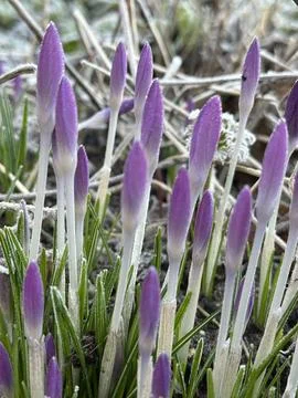First blue crocus flowers, spring saffron in fluffy snow Fotos de archivo