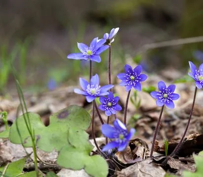 The first blue forest flowers in the spring Stock Photos