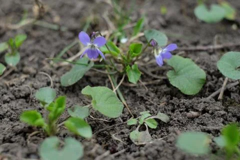The first blue spring flowers begin to grow at the edge of the forest Stock Photos