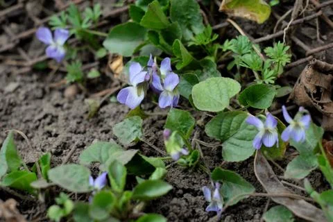 The first blue spring flowers begin to grow at the edge of the forest Stock Photos