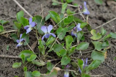 The first blue spring flowers begin to grow at the edge of the forest Stock Photos