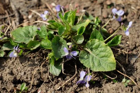 The first blue spring flowers begin to grow at the edge of the forest Stock Photos