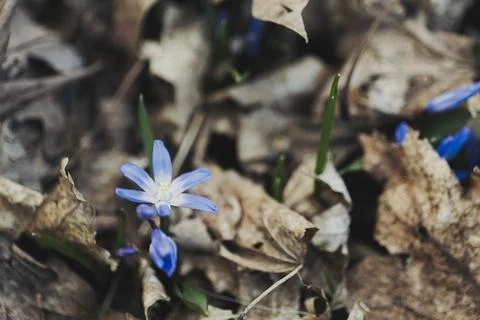 First blue spring flowers in the forest. Hepatica Nobilis. Close up Stock Photos
