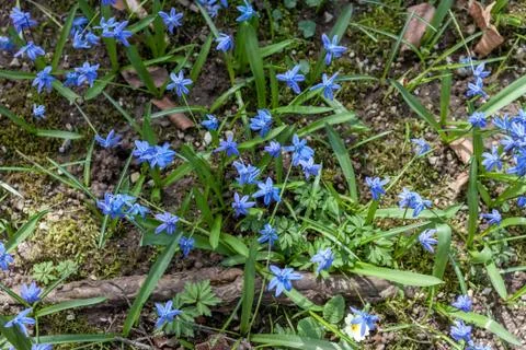 First blue spring forest flowers Stock Photos