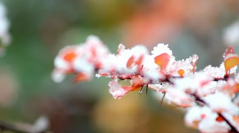 First breath of winter Stock Footage 22437263